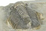Two Unidentified Proetid Trilobites - Jorf, Morocco #362870-8